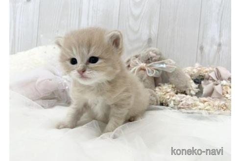 成約済の大阪府のサイベリアン-45891の15枚目